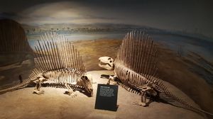 두 마리의 디메트로돈 골격, 로열 티렐 고생물 박물관