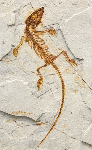 몬쥬로수쿠스의 골격