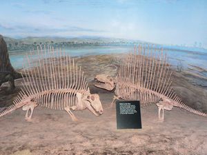 로얄 티렐 박물관에 있는 디메트로돈의 뼈 화석