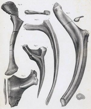 갈비뼈와 골반 요소. 왼쪽 갈비뼈 조각은 capitulum 기저부 아래쪽에 치유된 골절을 보여준다. 1800년대 제임스 에르스레벤의 그림