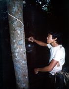 고무 생산 농장의 노동자.