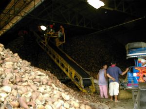 바실란주 이사벨라 시의 코프라 가공 공장