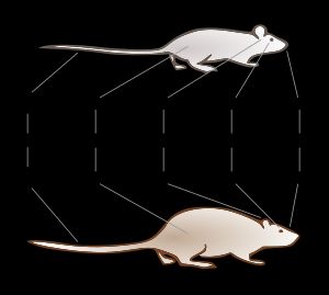갈색쥐(Rattus norvegicus)와의 체형 비교