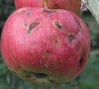 우박 피해를 입은 사과 열매. 흠집이 있는 부분은 움푹 들어가고 변색됨