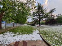 거센 우박으로 나무 잎이 떨어짐