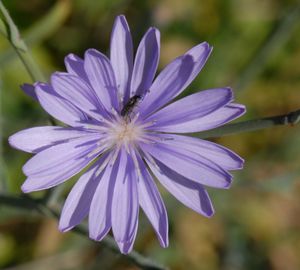 Lactuca tenerrima
