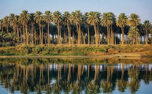 호수 뒤의 카르발라의 야자수