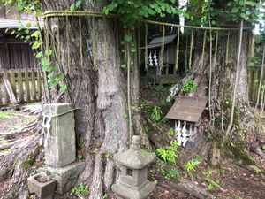 대탑궁 고라 친왕 계수나무 고적(야마나시현 후지요시다시)