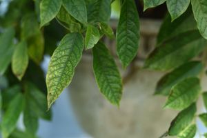 우바리아속 Uvaria ovata