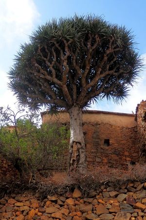 모로코 Tiznit 근처의 Agadir Ougjgal 마을에 있는 Dracaena draco subsp. ajgal