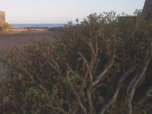 Hyles tithymali의 먹이 식물인 Euphorbia regis-jubae