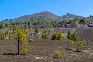 피코 비리고요(Pico Birigoyo)는 쿰브레 비에하(Cumbre Vieja)를 따라 있는 높은 화산 봉우리 중 가장 북쪽에 위치해 있다.