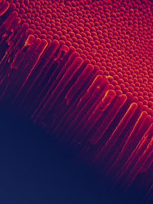 전기화학적 합성에 의해 얻어진 이산화 타이타늄(TiO2-Nt) 나노튜브. SEM 이미지는 닫힌 하단이 있는 수직 자체 정렬 TiO2-Nt 배열을 보여줍니다.