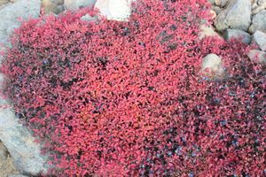 유럽 블루베리의 가을 단풍에서 볼 수 있는 붉은색과 보라색은 안토시아닌 생성의 결과이다.