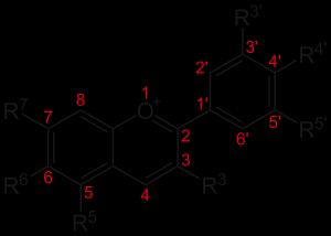 안토시안의 기본 구조