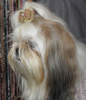 개 품평회에 출전한 시추