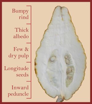 순수한 시트론은 알베도가 많은데, 이는 과자 생산에 중요하다.