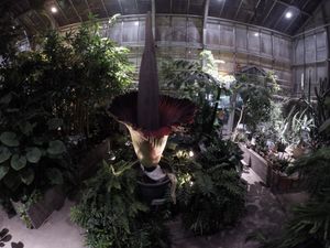 맥마스터 대학교 생물 온실 내부에서 타이탄 아룸이 개화하고 있는데, 이는 대학의 연구에 사용되는 많은 시설 중 하나이다.