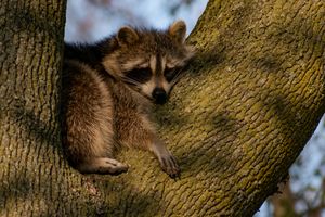토론토 하이 파크의 나무에서 잠을 자는 너구리