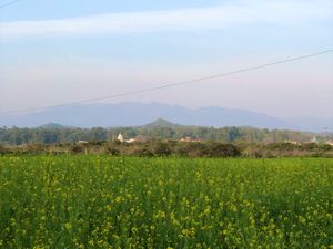 겨자밭은 하리아나 주 주도인 찬디가르 근처에 있다