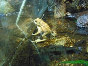 미야코두꺼비 (토바수족관)