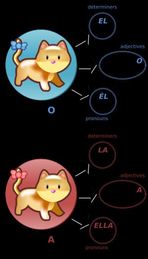 gata}} '암고양이')은 관련된 한정사나 형용사의 형태 변화를 유발한다.