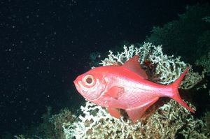 심해 산호는 금눈돔과 같은 물고기의 서식지 역할을 한다.