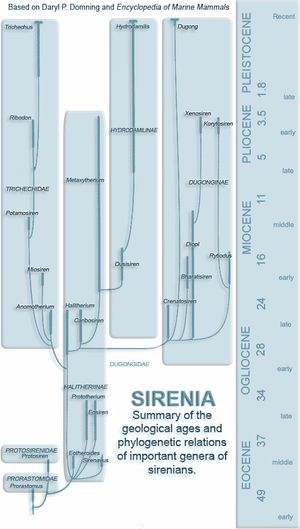 분기도는 바다소목 분류군 사이의 추정 종분화 시기를 보여준다.