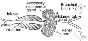 Siphon, intestine, nidamental gland, accessory nidamental gland, renal pore, and branchial heart에 대한 다이어그램