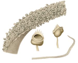 채찍 모양의 매스티고테우티스(매스티고테우티스) 촉수는 파리덫처럼 작은 유기체를 잡기 위해 작은 흡반으로 덮여 있다.