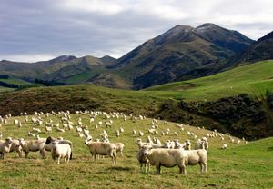 캔터베리에서 풀을 뜯는 양. 초기 영국 정착민들은 서양 가축과 작물을 들여왔다. 뉴질랜드 농업은 현재 풍부한 신선한 농산물을 생산하고 있다.