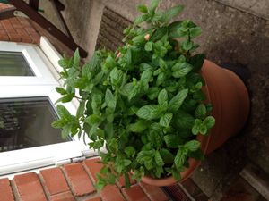 집 밖 화분에서 자라는 페퍼민트