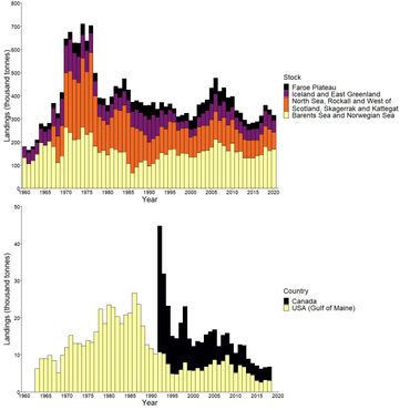 상업 어획량 (상단) 동부 및 (하단) 서부 대서양. 데이터는 국제해양탐사위원회, NOAA, 캐나다 어업해양부에서 제공