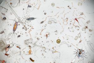 확대경 아래에서, 바닷물 한 방울에 미세한 생명이 가득하다