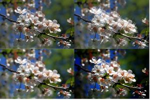 디퓨전 필터(왼쪽 아래)와 크로스 스크린 필터(오른쪽 위) 효과 비교. 오른쪽 아래는 LOMO 효과이다.