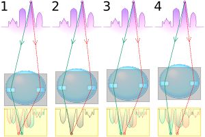 위상차 검출: 각 그림(축척 아님)에서 보라색 스카이라인은 초점을 맞춰야 할 대상을 나타내고, 빨간색과 녹색 선은 렌즈의 반대쪽에서 통과하는 광선을 나타내며, 노란색 사각형은 센서 어레이를 나타냅니다(각 구경에 대해 하나씩). 그림 1~4는 렌즈가 (1) 너무 가까이, (2) 정확하게, (3) 너무 멀리, (4) 훨씬 너무 멀리 초점이 맞춰진 조건을 나타냅니다. 두 스카이라인 프로파일 간의 위상차를 사용하여 렌즈를 어느 방향으로 얼마나 움직여 최적의 초점을 얻을지 결정할 수 있습니다.