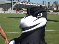 콜링우드 매그파이스 마스코트