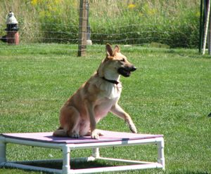 휴식 테이블에 있는 암컷 치누크