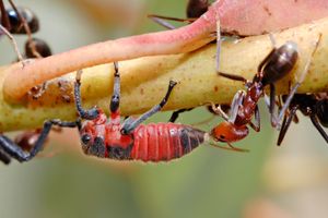 고기 개미가 흔한 잎벌레 유충을 돌보고 있다.