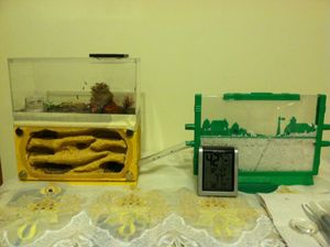 Camponotus nearcticus 일개미들이 연결 튜브를 통해 두 개의 개미집 사이를 이동하고 있다