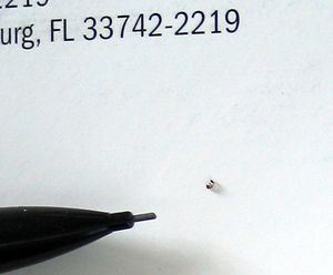 작은 애집개미는 병원과 사무실 건물의 주요 해충이다. 애집개미는 서류 사이에 개미집을 지을 수도 있다.