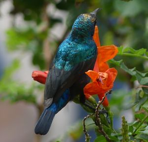 알 미나 근처의 Tecoma capensis에 있는 팔레스타인 태양새