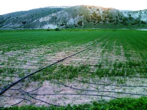 AANES가 남부 아프린에 만든 시리아의 지속 가능한 미세 관개 시스템.