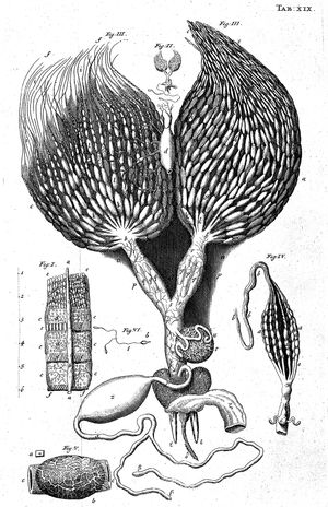 현미경으로 관찰한 여왕벌의 생식 기관에 대한 스바메르담의 그림