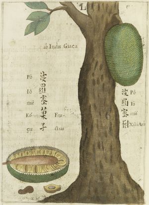 1656년 중국에 관한 자연사 책에 실린 잭프루트 나무 삽화(Michael Boym)