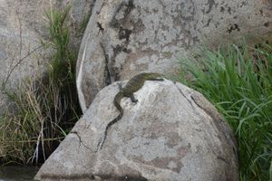 나일 왕도마뱀, 빅토리아호