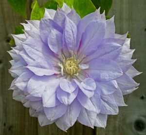 클레마티스 재배종 '벨 오브 워킹'