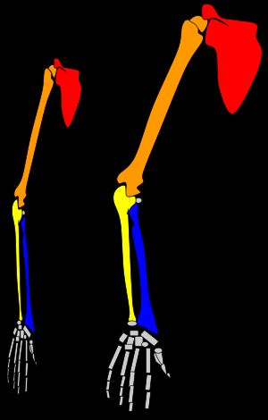 긴팔원숭이 팔 골격(왼쪽)과 평균적인 인간 남성 팔뼈 구조(오른쪽) 비교: 어깨뼈(빨간색), 위팔뼈(주황색), 자뼈(노란색), 노뼈(파란색)가 두 구조 모두에 표시되어 있다.