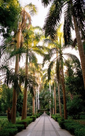 20세기 키치너 섬(Kitchener's Island)의 식물원, 이집트 아스완(Aswan)