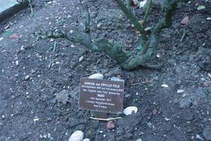 골더스 그린 묘지에 있는 마크 펠드(마크 볼란)와 그의 부모들의 유해 표시판.